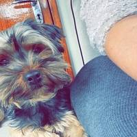 Yorkshire Terrier Yorkshire Terrier