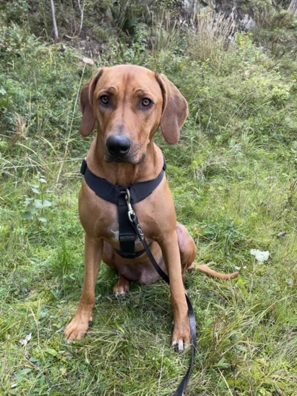 Hund - Rhodesian Ridgebacken Ocean