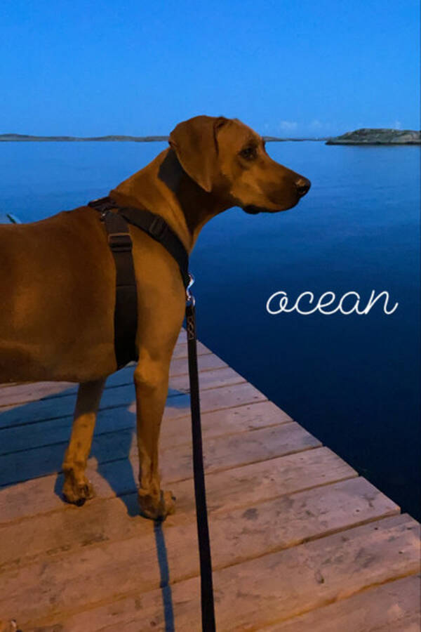 Hund - Rhodesian Ridgebacken Ocean