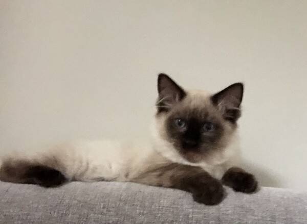 Katt - Katten Findus