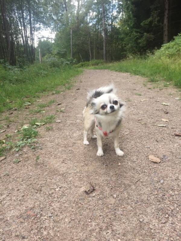 Hund - Chihuahua Hund - Chihuahua