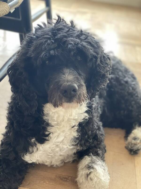 Hund