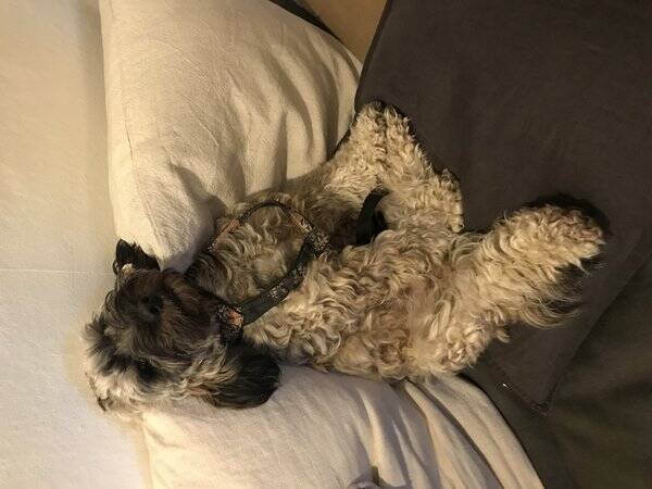 Hund