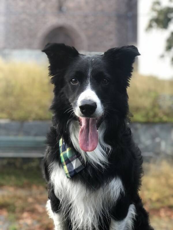 Hund