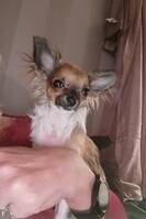 Chihuahua 