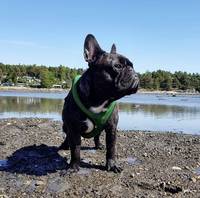 Fransk bulldog,  Melvin 