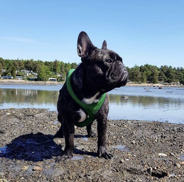 Hund - Fransk bulldog,  Melvin  Hund - Fransk bulldog,  Melvin