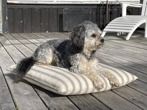 Hund - Harry