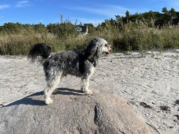 Hund - Harry
