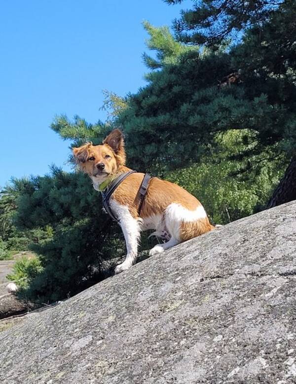 Hund - Dansk Svensk Grdshund