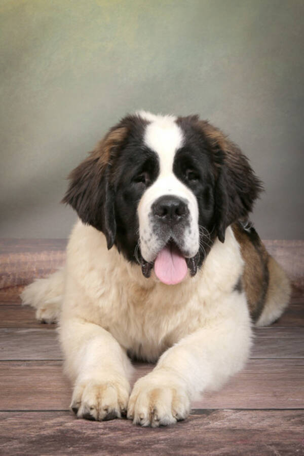 Hund - sankt bernhards tik