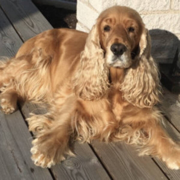Hund - Cockerspaniel Doris