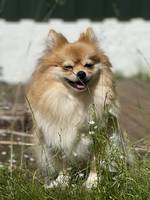 Pomeranian/kleinspitz Zelda Pomeranian/kleinspitz Zelda