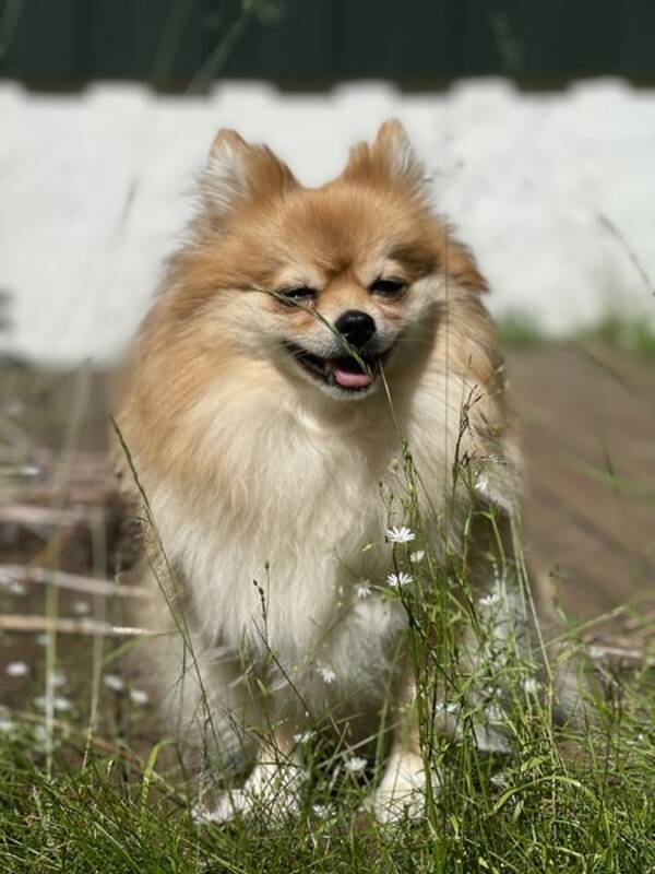 Hund - Pomeranian/kleinspitz Zelda