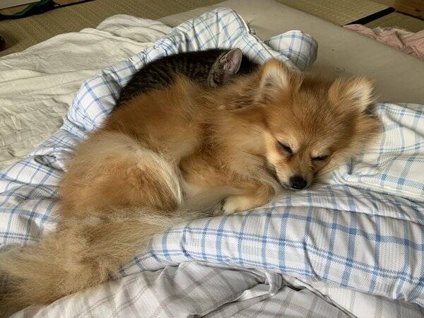 Hund - Pomeranian/kleinspitz Zelda