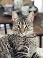 Låvekatt Mammels, Guttepus, Sot, Drue og Låvekatt Mammels, Guttepus, Sot, Drue og