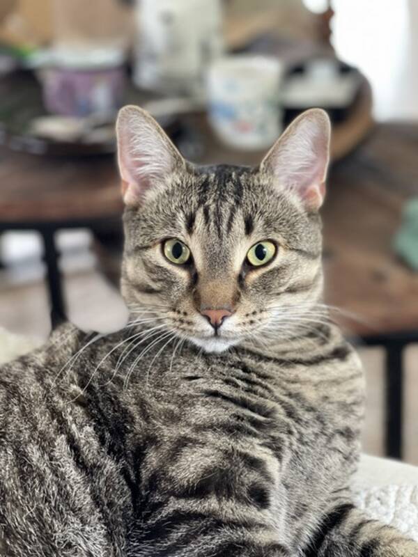 Katt - Låvekatt Mammels, Guttepus, Sot, Drue og Katt - Låvekatt Mammels, Guttepus, Sot, Drue og