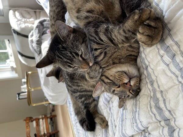 Katt - Låvekatt Mammels, Guttepus, Sot, Drue og Katt - Låvekatt Mammels, Guttepus, Sot, Drue og