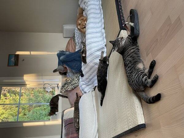 Katt - Lvekatt Mammels, Guttepus, Sot, Drue og