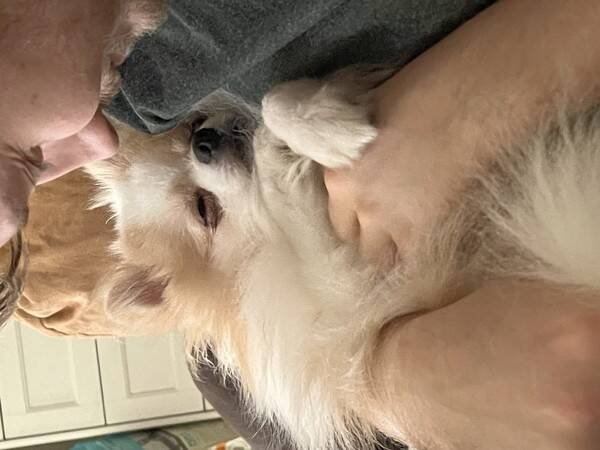 Hund - Pomeranian Lupin