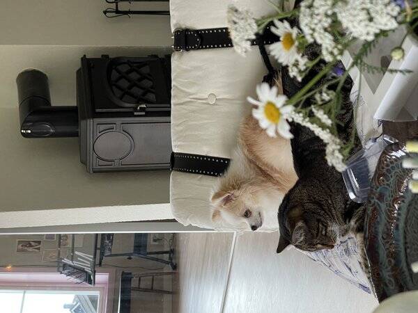 Hund - Pomeranian Lupin