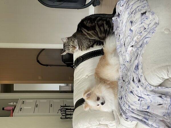 Hund - Pomeranian Lupin