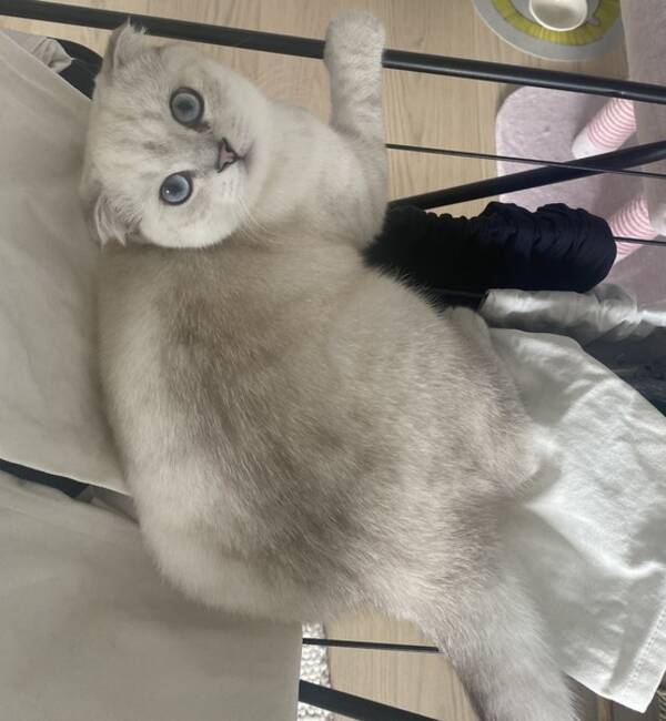 Katt - Scottish Fold Nils