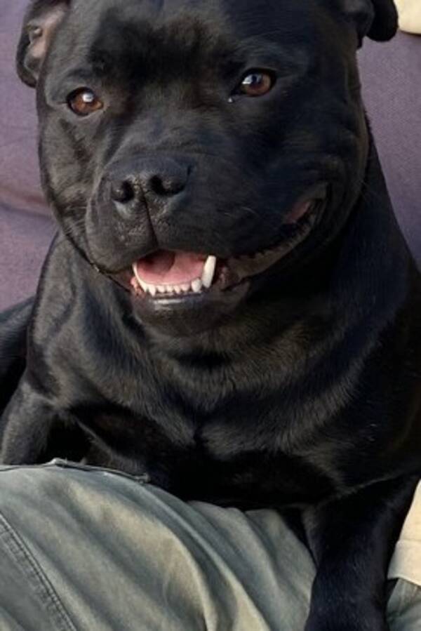 Hund - Straffen Tyler