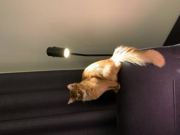 Katt - Katten Grace