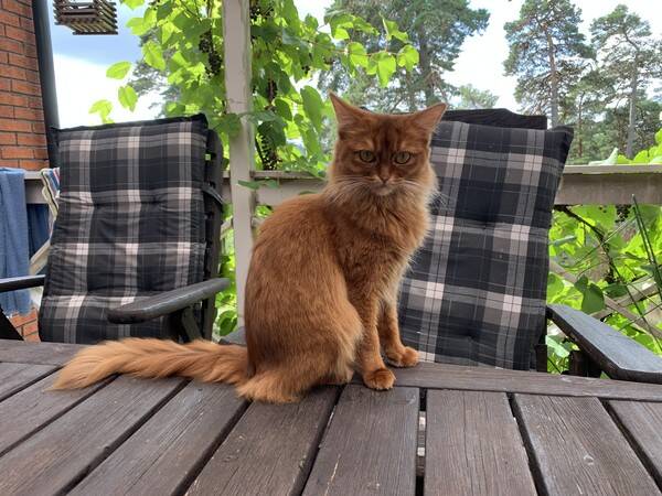 Katt - Daisy