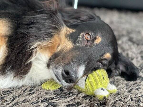 Hund - Blandras, Salmo