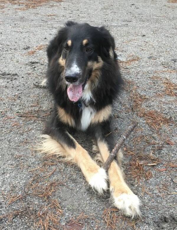 Hund - Blandras, Salmo