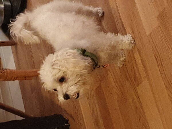 Hund Hund