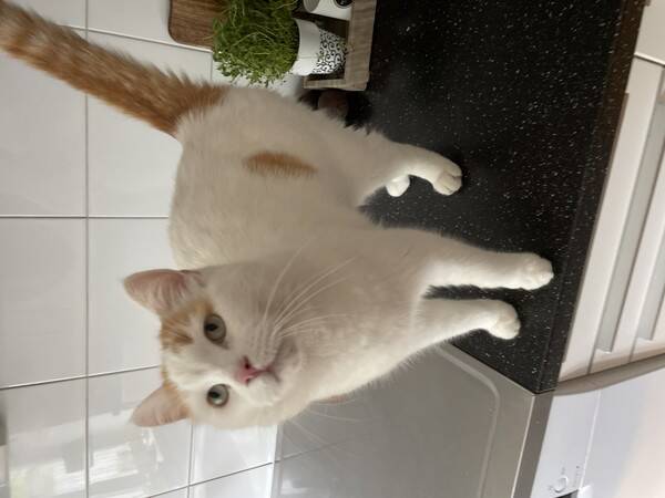 Katt - Katten Sture 
