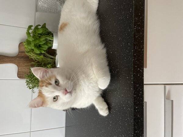 Katt - Katten Sture 