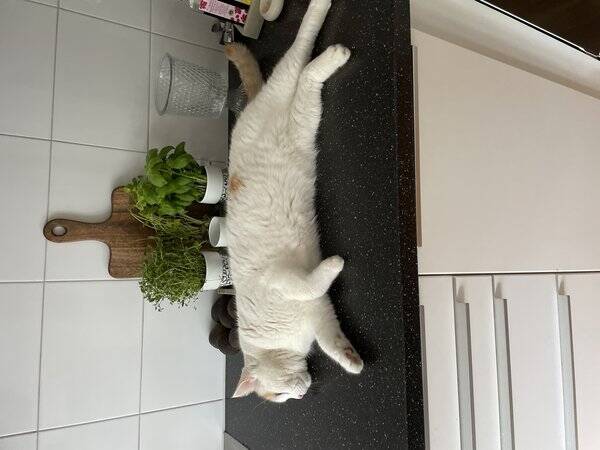 Katt - Katten Sture 