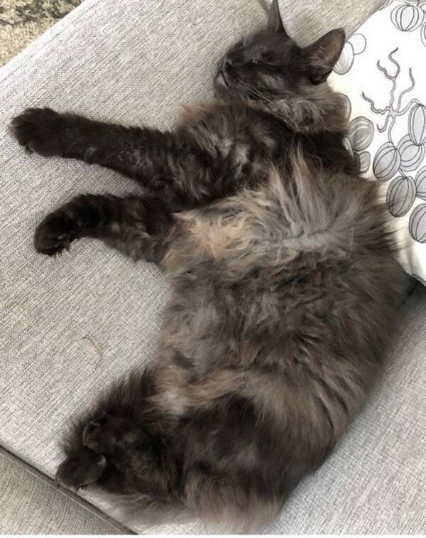 Katt