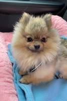 Pomeranian Agnes Pomeranian Agnes