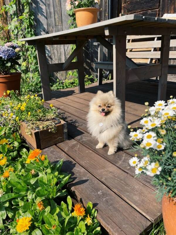 Hund - Pomeranian Agnes Hund - Pomeranian Agnes