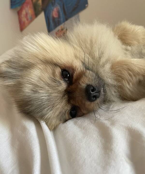 Hund - Pomeranian Agnes Hund - Pomeranian Agnes