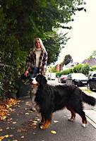 Berner Sennen (Bernese Mountain dog)  Berner Sennen (Bernese Mountain dog)