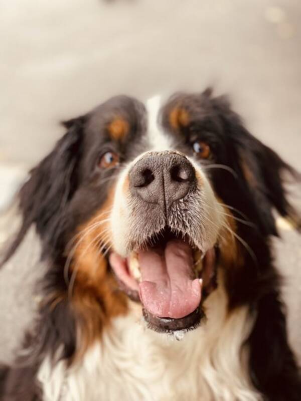 Hund - Berner Sennen (Bernese Mountain dog)  Hund - Berner Sennen (Bernese Mountain dog)