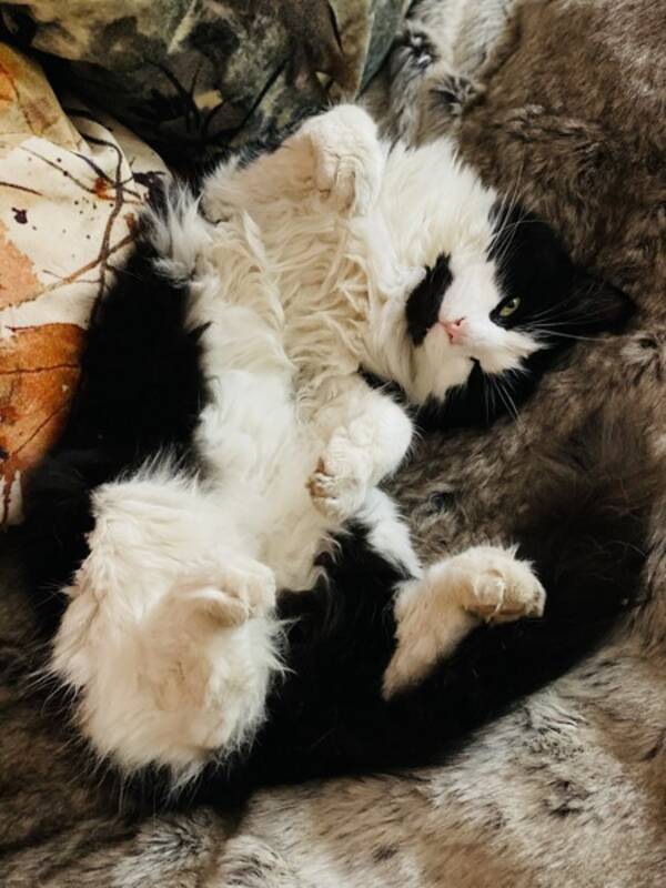 Katt - Svart/Hvit skogskatt Katt - Svart/Hvit skogskatt