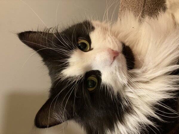 Katt - Svart/Hvit skogskatt Katt - Svart/Hvit skogskatt