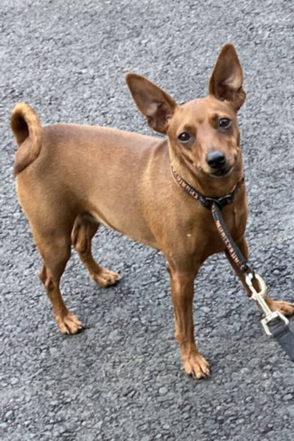 Hund - Dvrgpincher Tara