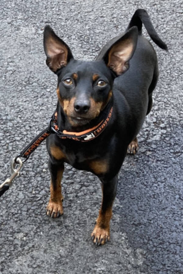 Hund - Dvrgpincher Hero