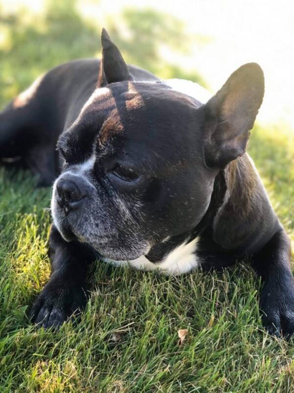 Hund - Fransk bulldog Gino