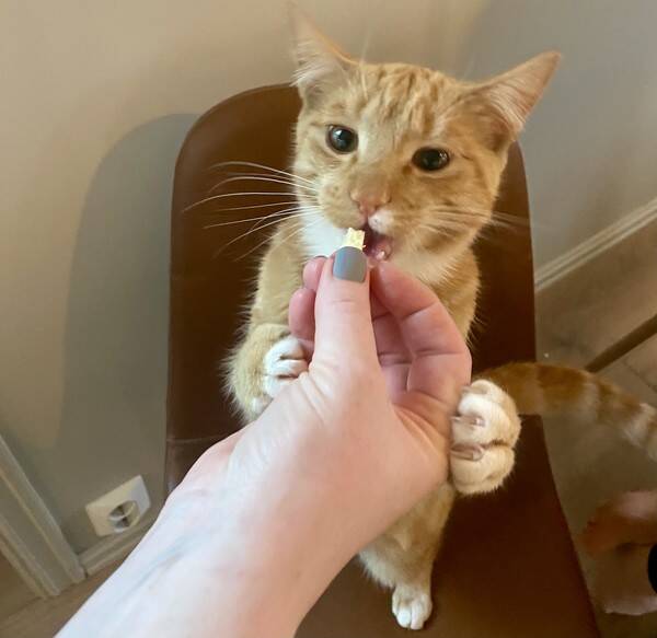 Katt - TinTin Katt - TinTin