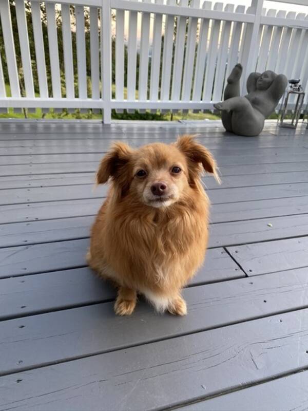 Hund - Bonita