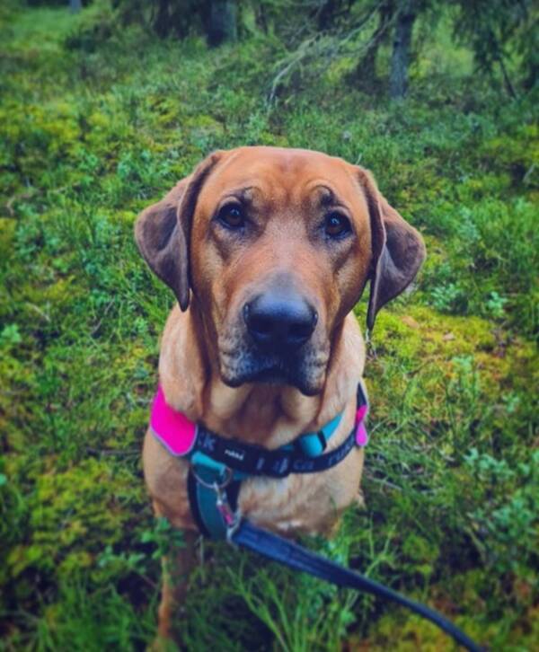 Hund - Broholmer (dansk mastiff) 